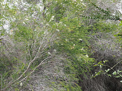 Melaleuca armillaris ssp. armillaris p Denzel Murfet Port Elliot